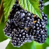Thornless Blackberry Live Plant - Ouachita Berry Bush 5-9" Tall - Zones 6-9 - Image 1
