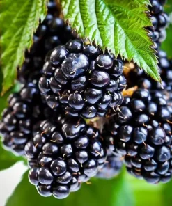 Thornless Blackberry Live Plant - Ouachita Berry Bush 5-9" Tall - Zones 6-9 - Image 1