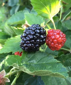 Thornless Blackberry Live Plant - Ouachita Berry Bush 5-9