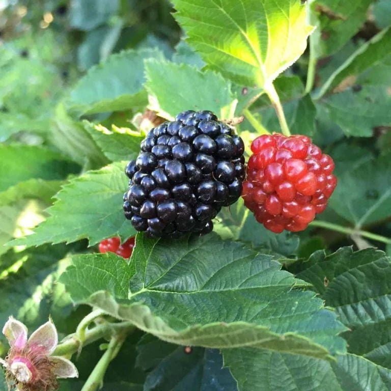 Thornless Blackberry Live Plant - Ouachita Berry Bush 5-9" Tall - Zones 6-9 - Image 6