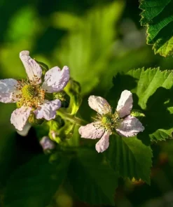 Thornless Blackberry Live Plant - Ouachita Berry Bush 5-9