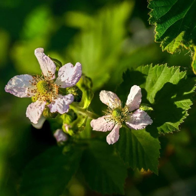 Thornless Blackberry Live Plant - Ouachita Berry Bush 5-9" Tall - Zones 6-9 - Image 7
