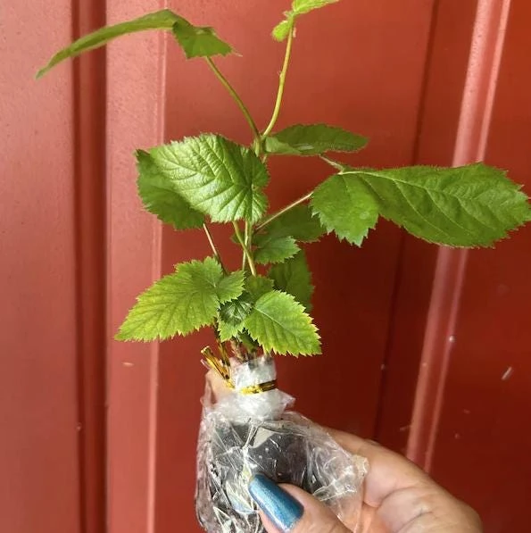 Thornless Blackberry Live Plant - Ouachita Berry Bush 5-9" Tall - Zones 6-9 - Image 8