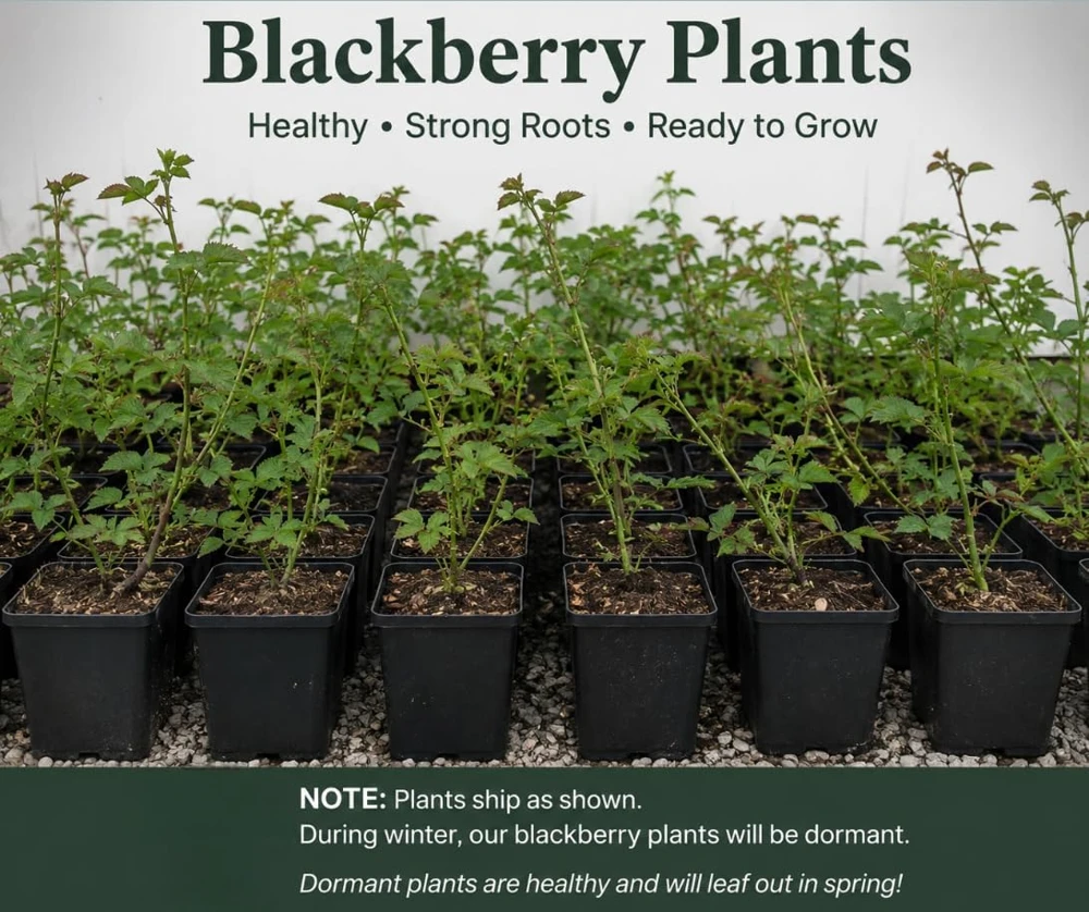 Thornless Blackberry Plant 6-10" Tall - Live Bush for Sweet Berries - Image 2