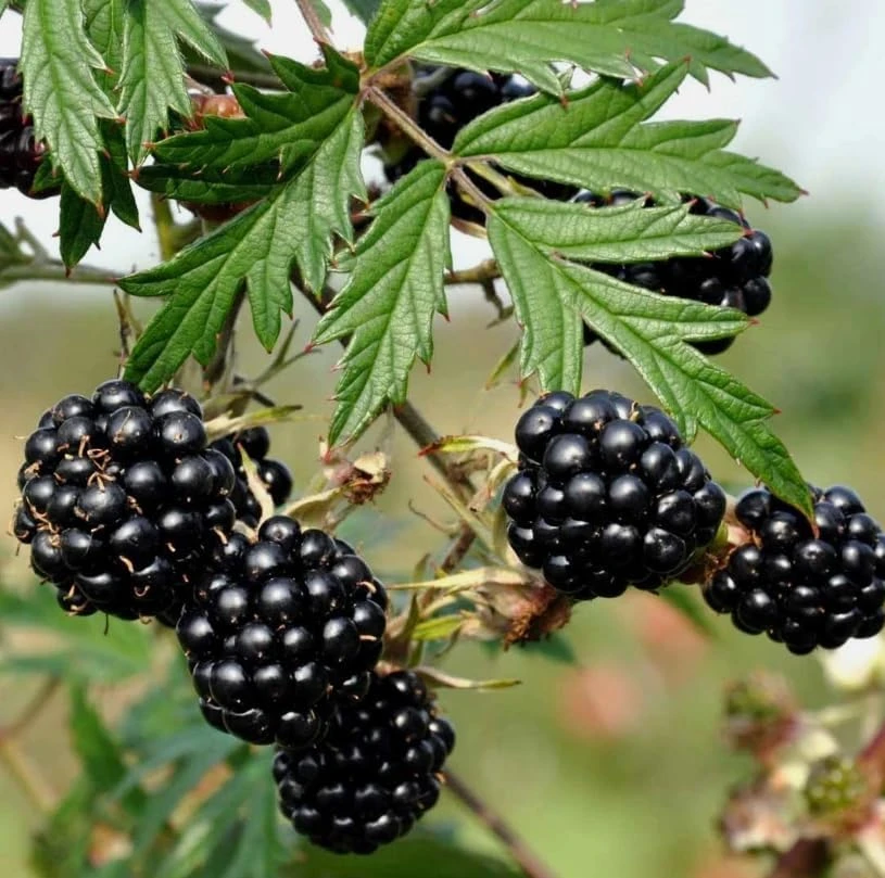 Thornless Blackberry Plant 6-10" Tall - Live Bush for Sweet Berries - Image 3