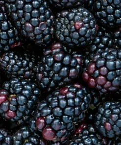 Thornless Blackberry Plant 6-10