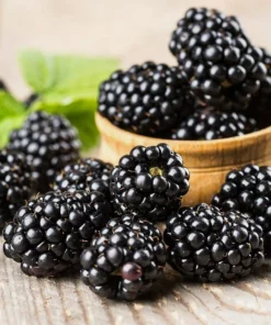 Thornless Blackberry Plant 6-10