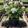 Thornless Blackberry Plant 6-10" Tall - Live Bush for Sweet Berries - Image 1