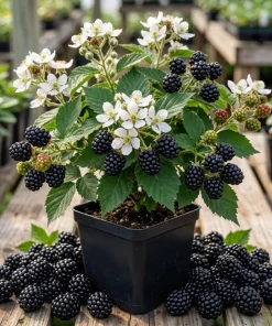 Thornless Blackberry Plant 6-10" Tall - Live Bush for Sweet Berries - Image 1