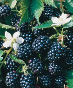 Thornless Blackberry Plant 6-10