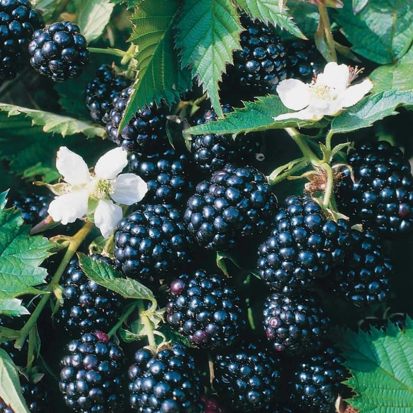 Thornless Blackberry Plant 6-10" Tall - Live Bush for Sweet Berries - Image 6