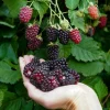 Thornless Boysenberry Live Plant - 1-2 Year Old Red Berry Bush for Outdoor Planting - Image 1