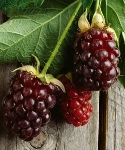 Thornless Boysenberry Live Plants - 2 Pack, 1-2 Year Old Berry Bush for Outdoor - Image 2