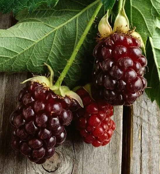 Thornless Boysenberry Live Plants - 2 Pack, 1-2 Year Old Berry Bush for Outdoor - Image 2