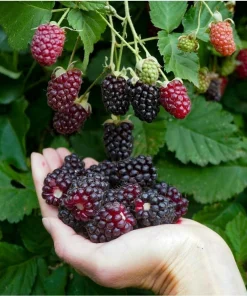 Thornless Boysenberry Live Plants - 2 Pack, 1-2 Year Old Berry Bush for Outdoor - Image 3
