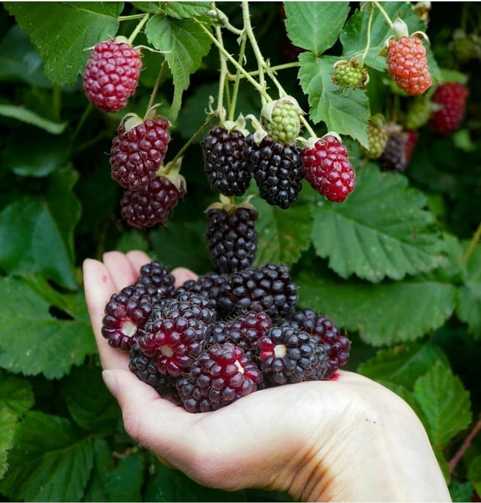 Thornless Boysenberry Live Plants - 2 Pack, 1-2 Year Old Berry Bush for Outdoor - Image 3