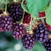 Thornless Boysenberry Live Plants - 2 Pack, 1-2 Year Old Berry Bush for Outdoor - Image 1