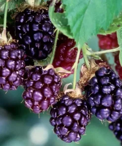 Thornless Boysenberry Live Plants - 2 Pack, 1-2 Year Old Berry Bush for Outdoor - Image 1
