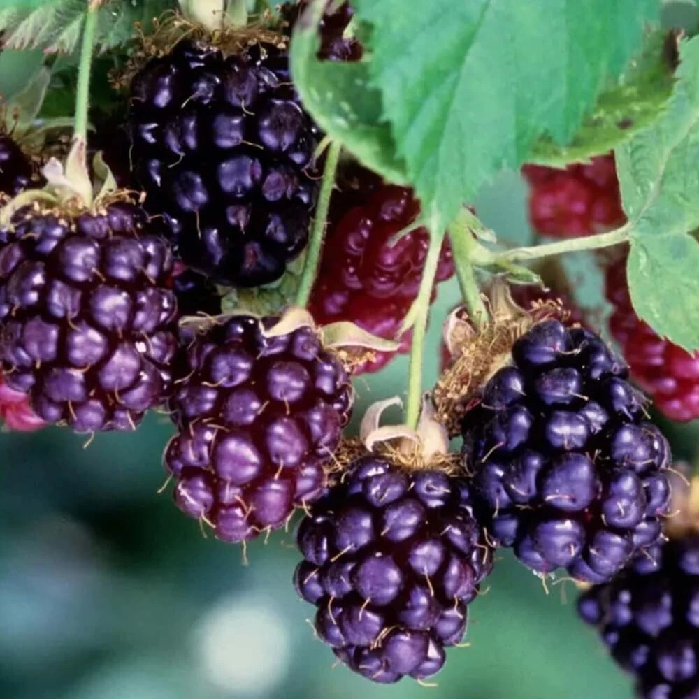 Thornless Boysenberry Live Plants - 2 Pack, 1-2 Year Old Berry Bush for Outdoor - Image 1