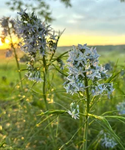 Threadleaf Bluestar Live Plant - Amsonia hubrichtii - 3.5 Inch Pot - Image 2