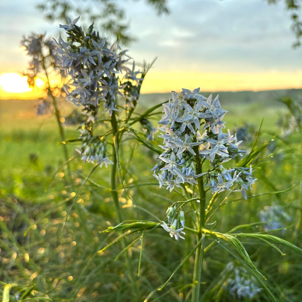 Threadleaf Bluestar Live Plant - Amsonia hubrichtii - 3.5 Inch Pot - Image 2