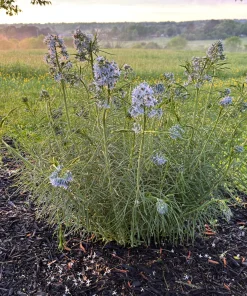 Threadleaf Bluestar Live Plant - Amsonia hubrichtii - 3.5 Inch Pot - Image 3