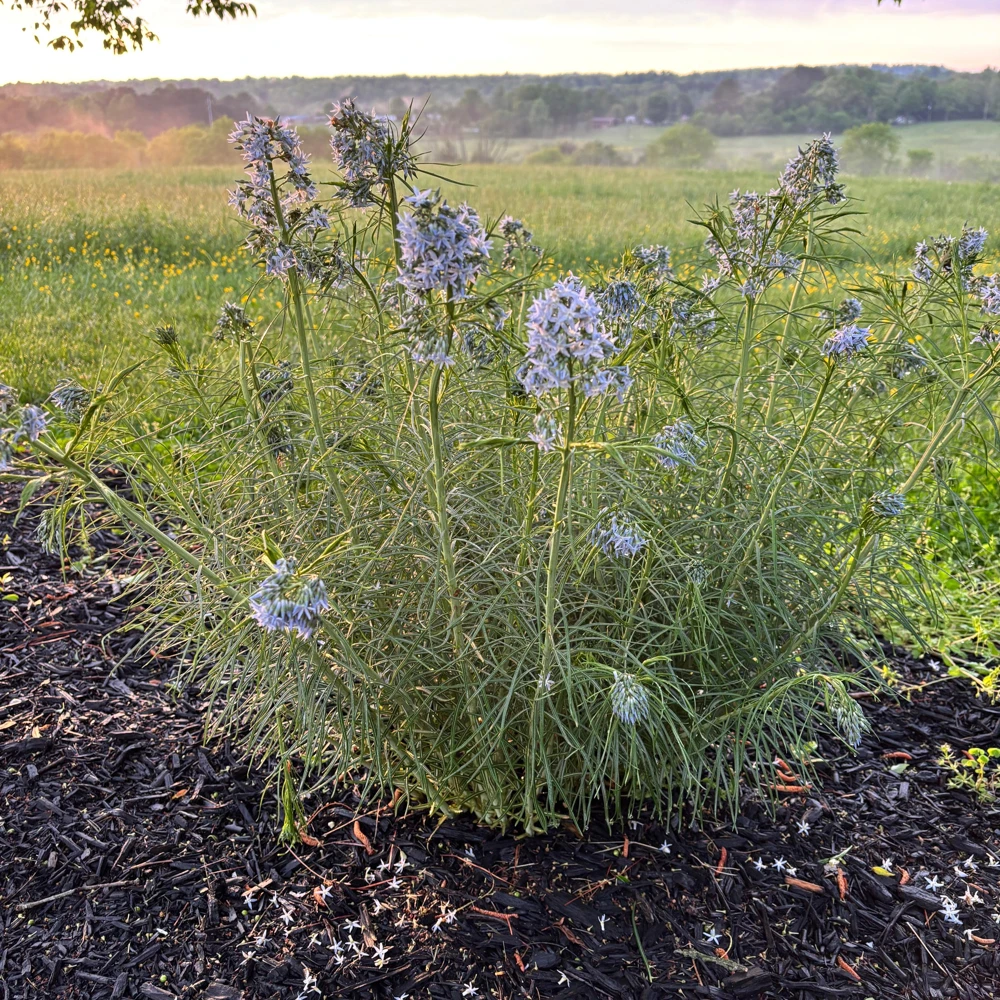 Threadleaf Bluestar Live Plant - Amsonia hubrichtii - 3.5 Inch Pot - Image 3