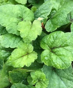 Tiarella Running Tapestry Live Plant - Foamflower Perennial - Shade Ground Cover - Image 2