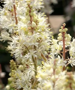 Tiarella Running Tapestry Live Plant - Foamflower Perennial - Shade Ground Cover - Image 3