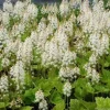 Tiarella Running Tapestry Live Plant - Foamflower Perennial - Shade Ground Cover - Image 1