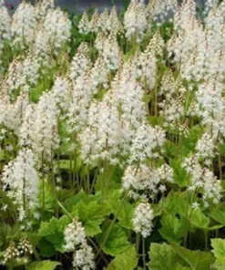 Tiarella Running Tapestry Live Plant - Foamflower Perennial - Shade Ground Cover - Image 1