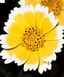 Tidy Tips Layia Platyglossa Yellow & White Flower Seeds - 500 Seeds, Annual, Full Sun - Image 3