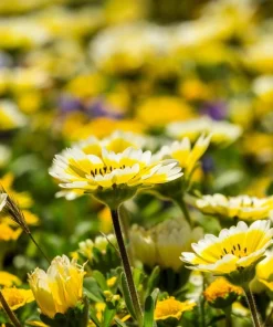Tidy Tips Layia Platyglossa Yellow & White Flower Seeds - 500 Seeds, Annual, Full Sun - Image 7