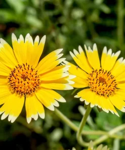 Tidy Tips Layia Platyglossa Yellow & White Flower Seeds - 500 Seeds, Annual, Full Sun - Image 9