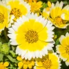 Tidy Tips Layia Platyglossa Yellow & White Flower Seeds - 500 Seeds, Annual, Full Sun - Image 1