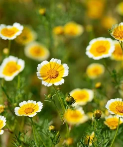 Tidy Tips Wildflower Seeds - Layia platyglossa - 150 Seeds - Yellow & White Blooms - Image 2