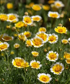 Tidy Tips Wildflower Seeds - Layia platyglossa - 150 Seeds - Yellow & White Blooms - Image 3