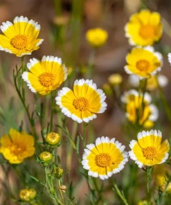 Tidy Tips Wildflower Seeds - Layia platyglossa - 150 Seeds - Yellow & White Blooms - Image 4