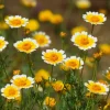 Tidy Tips Wildflower Seeds - Layia platyglossa - 150 Seeds - Yellow & White Blooms - Image 1