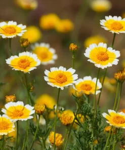 Tidy Tips Wildflower Seeds - Layia platyglossa - 150 Seeds - Yellow & White Blooms - Image 1