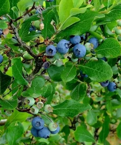Tifblue Blueberry Live Plant - Healthy 2 Year Old Bush - Outdoor Fruit Shrub - Image 2