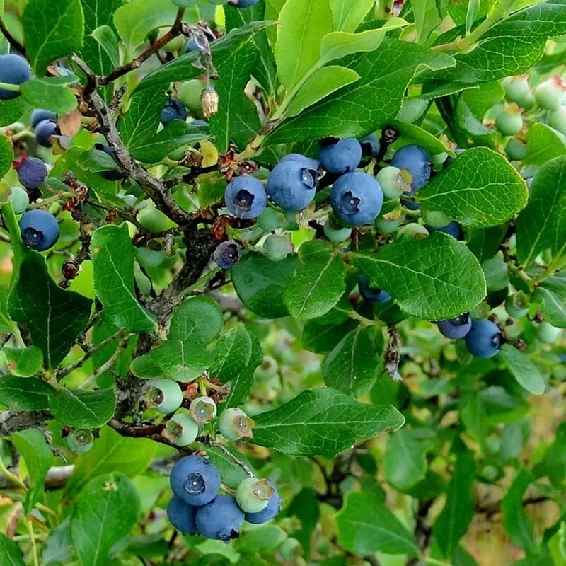Tifblue Blueberry Live Plant - Healthy 2 Year Old Bush - Outdoor Fruit Shrub - Image 2