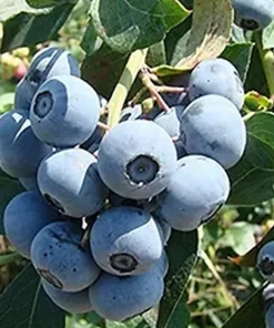 Tifblue Blueberry Live Plant - Healthy 2 Year Old Bush - Outdoor Fruit Shrub - Image 3