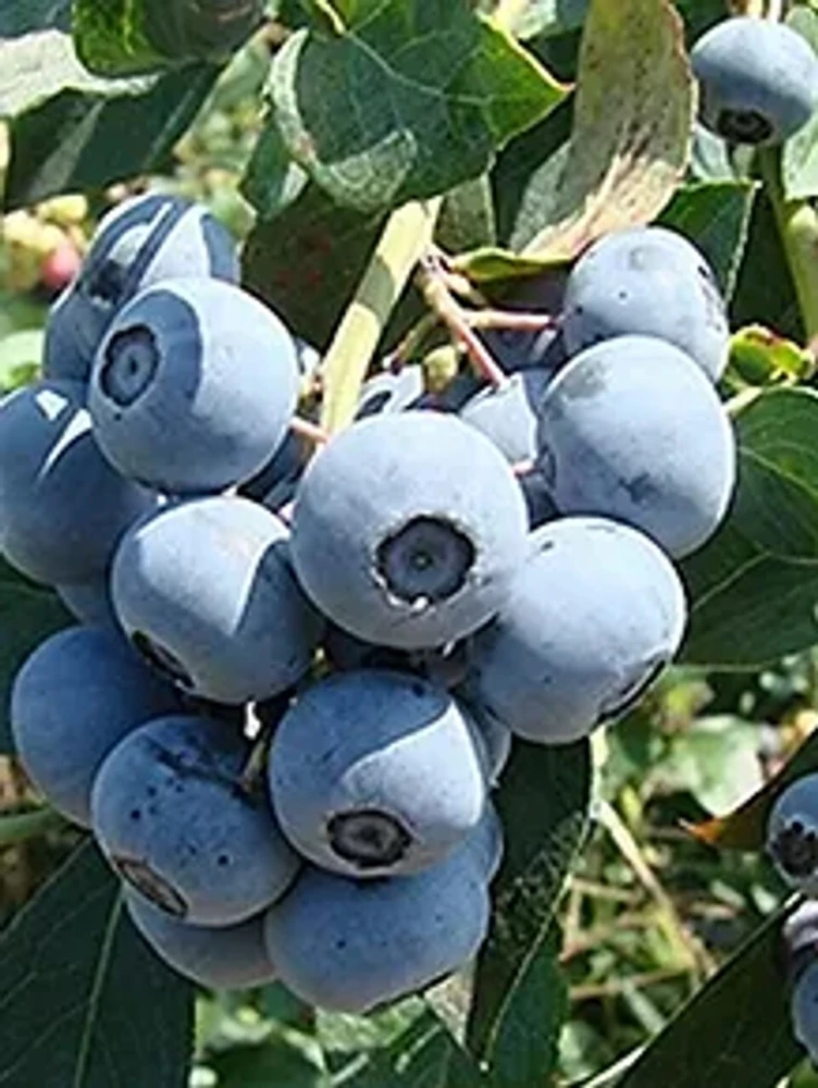 Tifblue Blueberry Live Plant - Healthy 2 Year Old Bush - Outdoor Fruit Shrub - Image 3