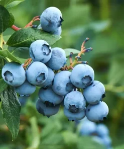 Tifblue Blueberry Live Plant - Healthy 2 Year Old Bush - Outdoor Fruit Shrub - Image 1