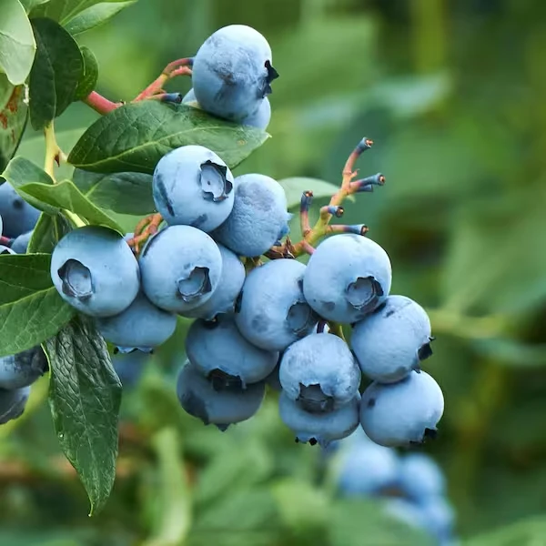 Tifblue Blueberry Live Plant - Healthy 2 Year Old Bush - Outdoor Fruit Shrub - Image 1