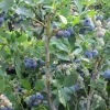 Tifblue Rabbiteye Blueberry Live Plant Bush, 24-30" Tall, 1 Gallon Pot, Outdoor - Image 1