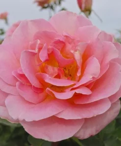 Tiffany Pink Rose Live Plant - Hybrid Tea Bush, 4-6" Tall, Fragrant Blooms, Outdoor - Image 2
