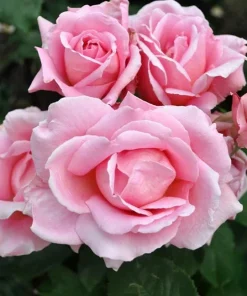 Tiffany Pink Rose Live Plant - Hybrid Tea Bush, 4-6