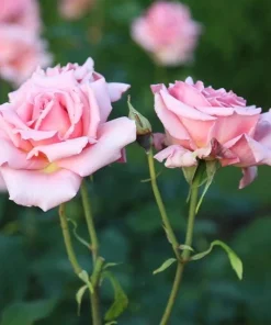Tiffany Pink Rose Live Plant - Hybrid Tea Bush, 4-6